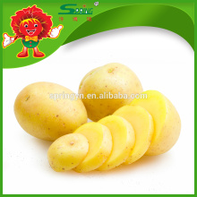Potato yellow fresh large potatoes